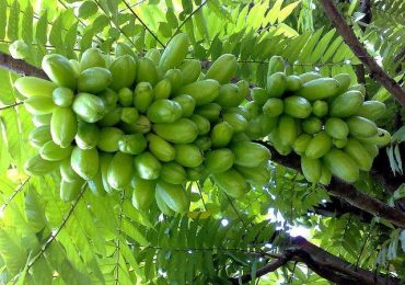 Pohon Belimbing Wuluh