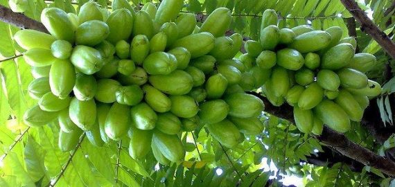 Pohon Belimbing Wuluh