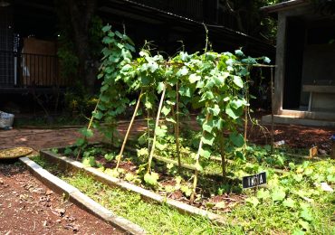 7 Cara Warga Kota Bisa Ikut Menjaga Bumi (Tanpa Harus Pindah ke Desa)