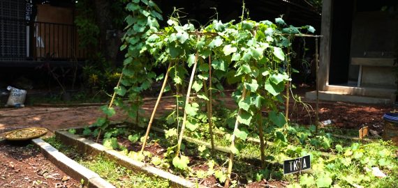 7 Cara Warga Kota Bisa Ikut Menjaga Bumi (Tanpa Harus Pindah ke Desa)