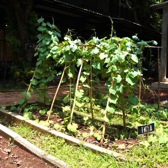 7 Cara Warga Kota Bisa Ikut Menjaga Bumi (Tanpa Harus Pindah ke Desa)