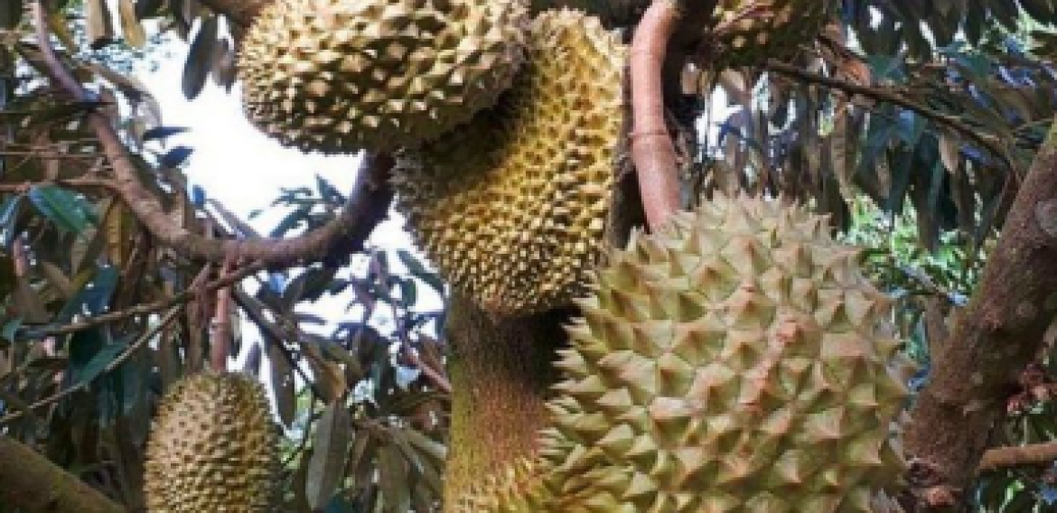 POHON DURIAN
