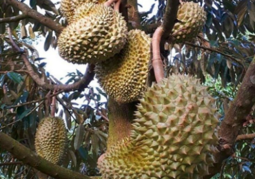 POHON DURIAN