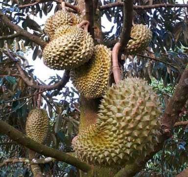 POHON DURIAN