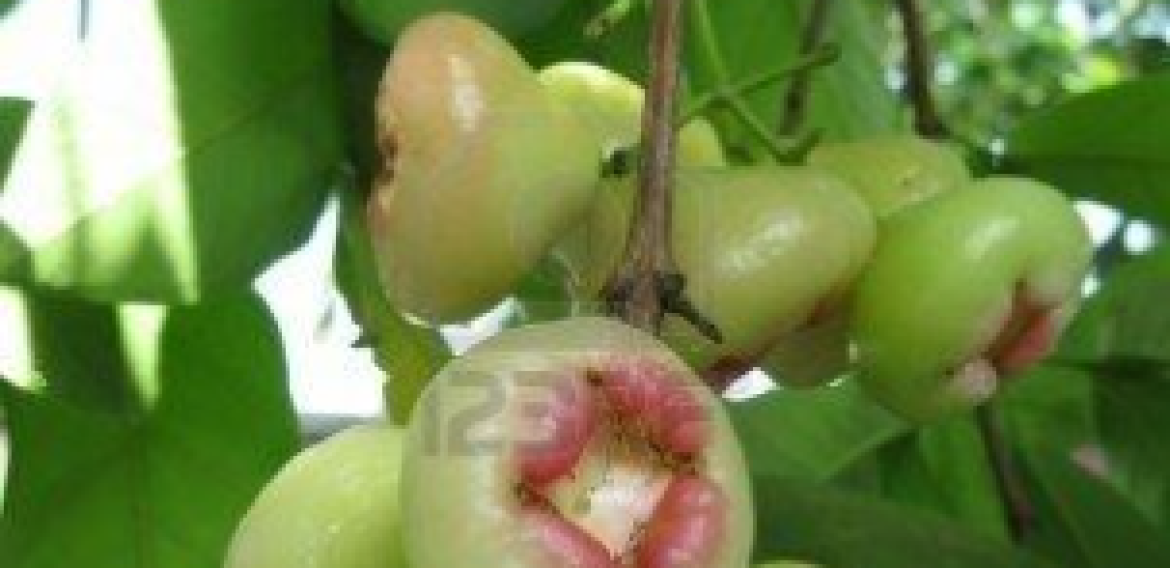 POHON JAMBU AIR