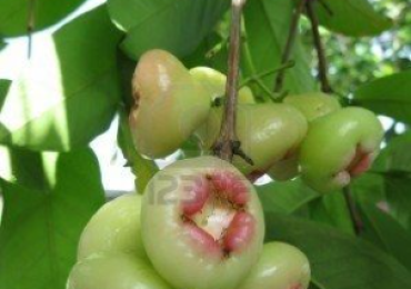 POHON JAMBU AIR