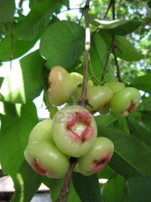 POHON JAMBU AIR