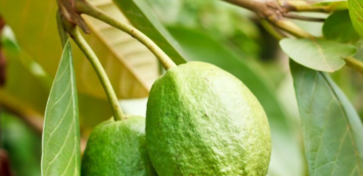 POHON JAMBU BATU