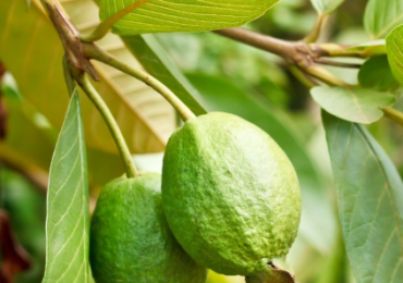 POHON JAMBU BATU