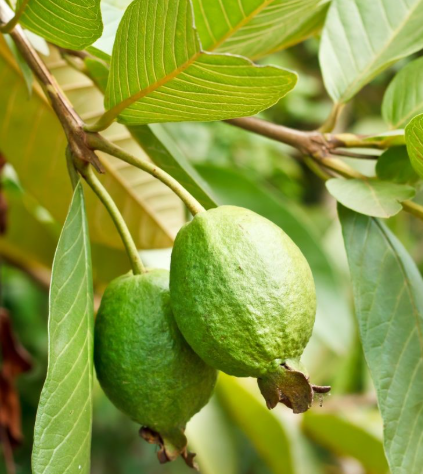 POHON JAMBU BATU