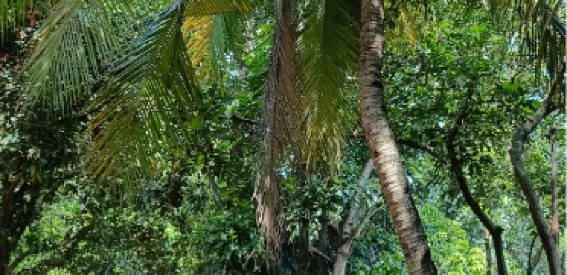 POHON KELAPA