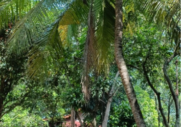 POHON KELAPA