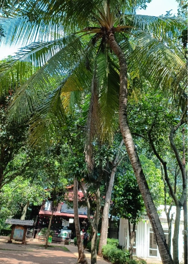 POHON KELAPA