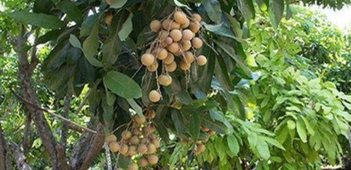 POHON KELENGKENG