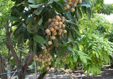 POHON KELENGKENG