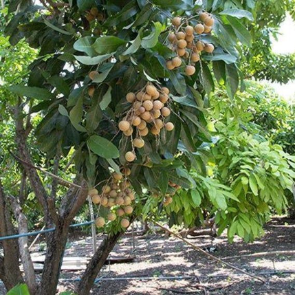POHON KELENGKENG