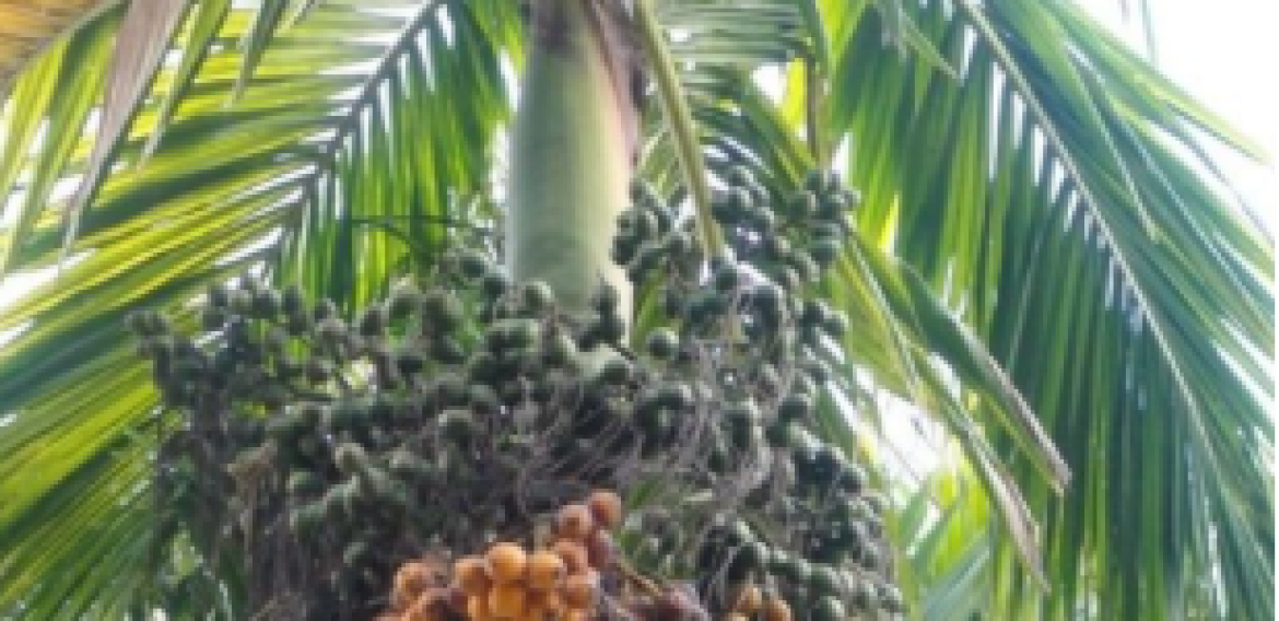 POHON PINANG