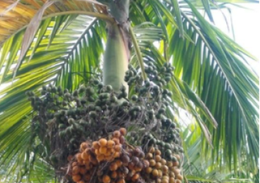 POHON PINANG
