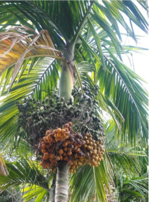 POHON PINANG