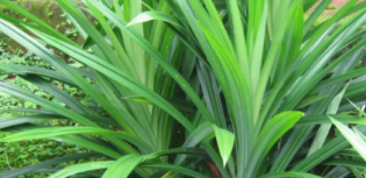 PANDAN WANGI