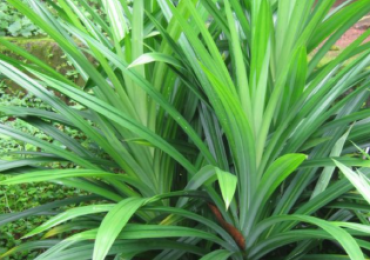 PANDAN WANGI