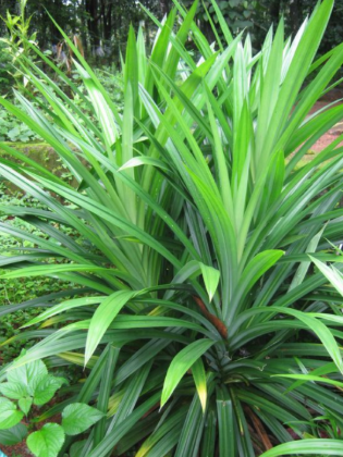 PANDAN WANGI