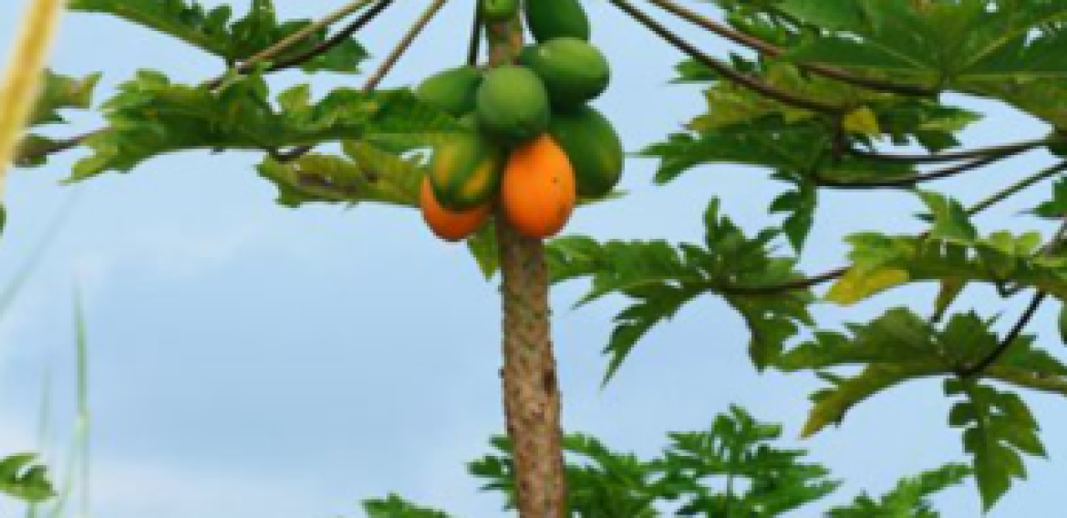 POHON PEPAYA