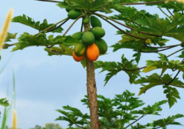 POHON PEPAYA