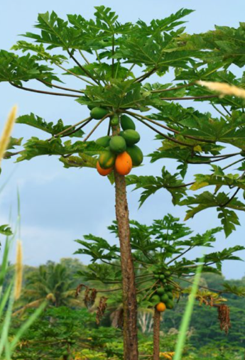 POHON PEPAYA