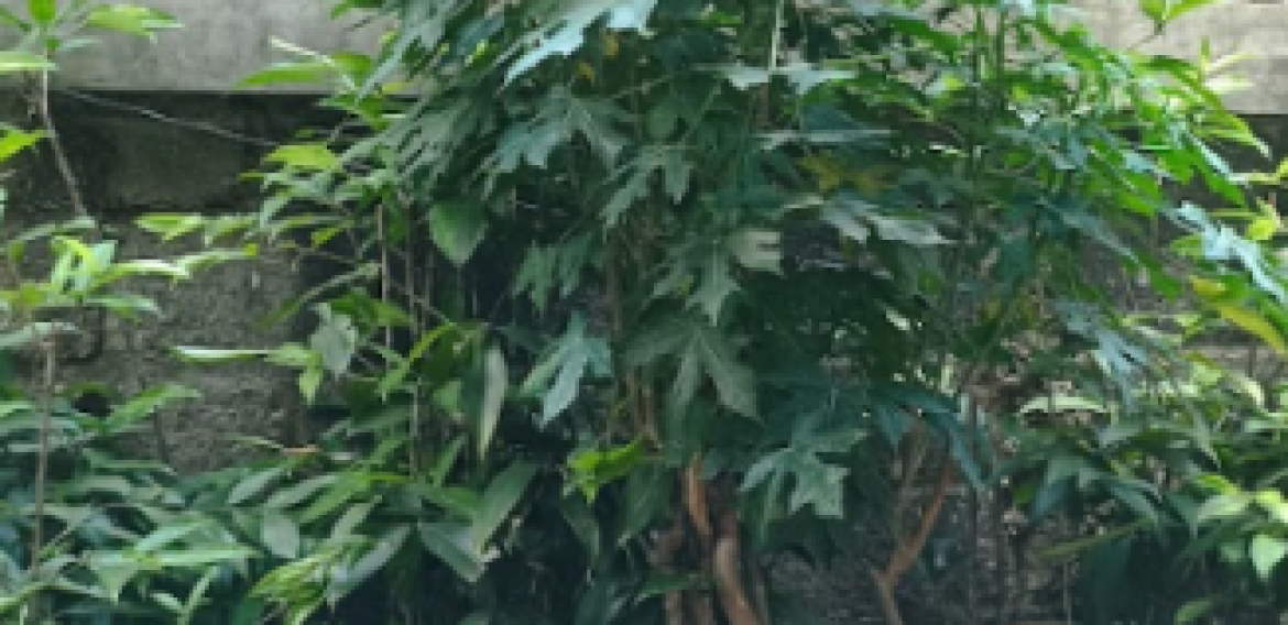 PEPAYA JEPANG