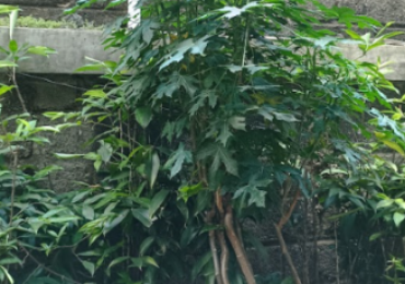 PEPAYA JEPANG