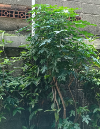 PEPAYA JEPANG