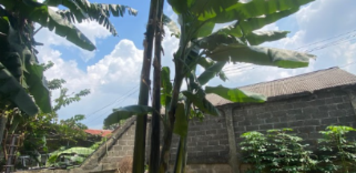 POHON PISANG