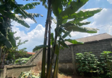 POHON PISANG