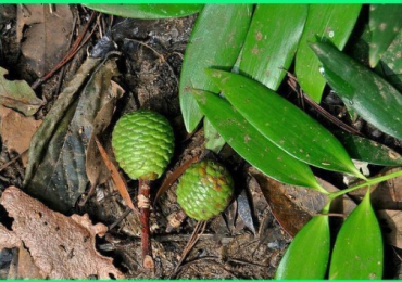 POHON DAMAR
