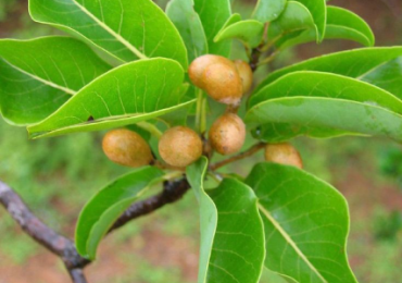 POHON KETAPANG