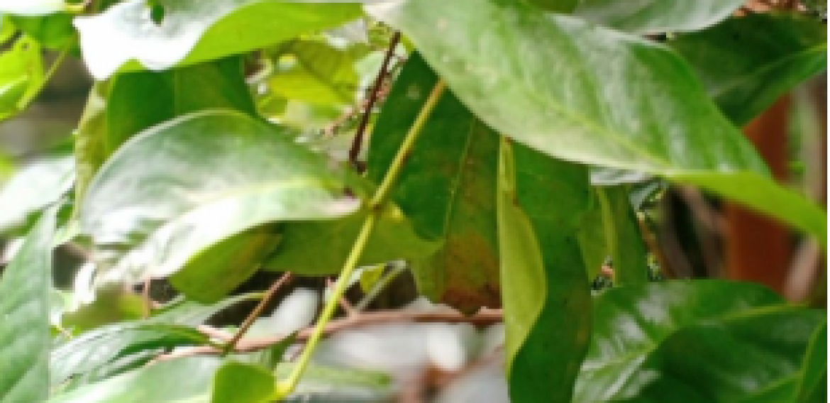 DAUN SALAM