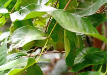 DAUN SALAM