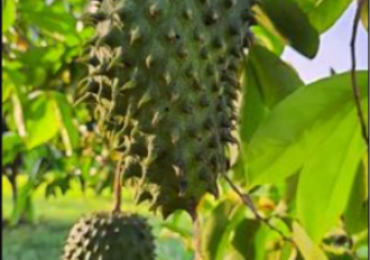 POHON SIRSAK